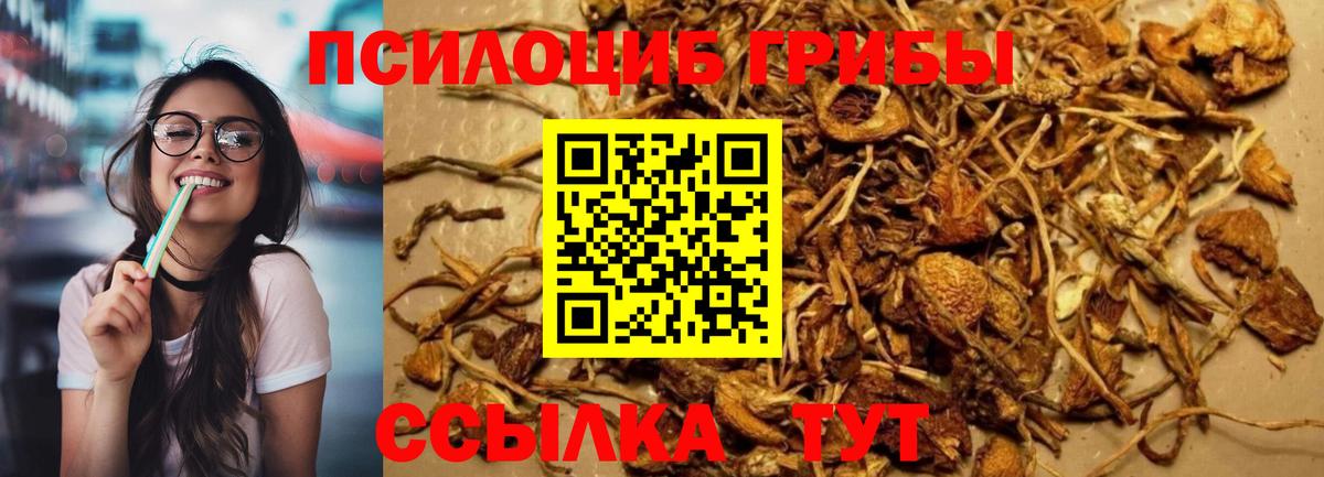 Псилоцибиновые грибы мухоморы Ленинск-Кузнецкий